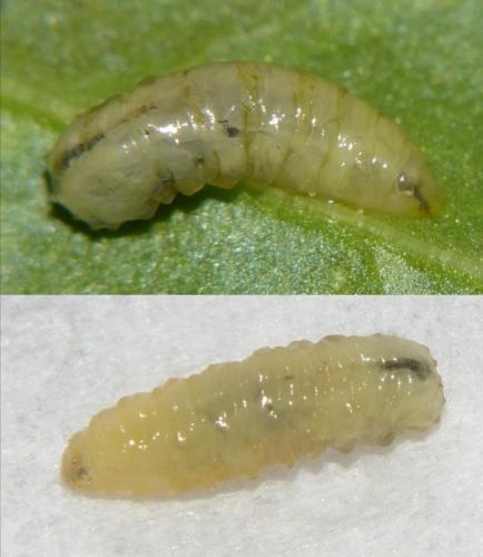 Réf. 256 650 : Pegomya sp.